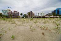 Revitalização da orla vai ampliar em quase cinco vezes a área de restinga nativa de Matinhos