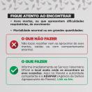 Influenza Aviária