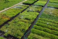 Paraná mais verde: Estado apresentou queda de 73% no desmatamento ilegal da Mata Atlântica entre 2023 e 2024.