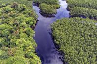 Paraná mais verde: Estado apresentou queda de 73% no desmatamento ilegal da Mata Atlântica entre 2023 e 2024.