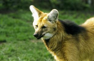 lobo-guará