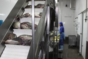produção de peixe