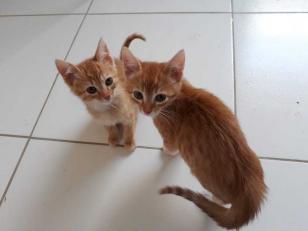 gatos