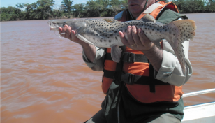 pesca