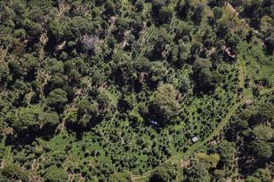 Cadastro descomplica manejo agroflorestal de maneira sustentável.