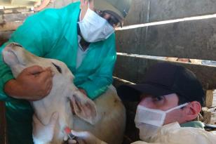 Pesquisa pretende prever possíveis pandemias provocadas pela relação do homem com os animais . Foto: Adapa