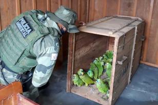 IAT encaminha para tratamento 58 aves nativas feridas após tempestade . Foto: IAT/Força Verde