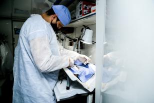 Em sete cidades do Noroeste do Paraná, mais de 1000 animais são aguardados para o Programa Permanente de Esterilização de Cães e Gatos ? CastraPet Paraná. A ação é promovida pela Secretaria do Desenvolvimento Sustentável e do Turismo (Sedest), em parceria com os municípios, que realizam o cadastro das famílias beneficiadas. - Curitiba, 09/08/2021 - Foto: SEDEST