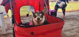 Castrapet em Arapongas