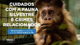 Duas lives, nesta quinta e sexta-feira (07 e 08) destacam os cuidados e a criminalização aos animais domésticos e silvestres no Estado do Paraná. As lives começam às 16 horas, transmitidas ao vivo pelo Canal do Youtube da Secretaria do Desenvolvimento Sustentável e do Turismo (Sedest). - Foto: SEDEST