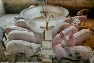 Licenciamento para suinocultura