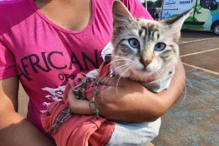 O Programa Permanente de Esterilização de Cães e Gatos - CastraPet Paraná passa por mais 5 municípios este mês, antes de encerrar as atividades de 2021. 