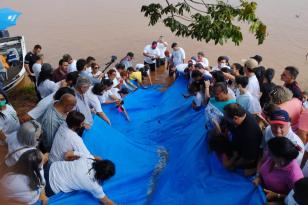 Soltura de peixes Piquiri e Ivaí