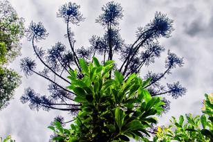 Erva mate São Mateus do Sul