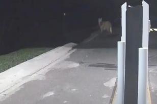 Câmera de segurança flagra lobo-guará no Parque Estadual de Vila Velha