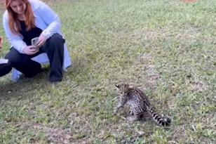 O núcleo do Instituto Água e Terra (IAT) de Campo Mourão, no Centro-Oeste, realizou duas ações importantes ligadas à fauna silvestre nesta semana. Na quinta-feira (4), os agentes do órgão ambiental soltaram um gato-do-mato-pequeno (Leopardus tigrinus), que havia sido resgatado em Mamborê, também no Centro-Oeste, com a pata ferida.