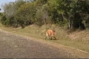  Lobo-guará aparece perto da portaria do Parque de Vila Velha.