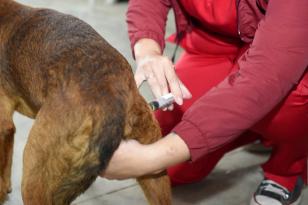 Proteção animal e humana: programa de castração também oferta vacina contra a raiva