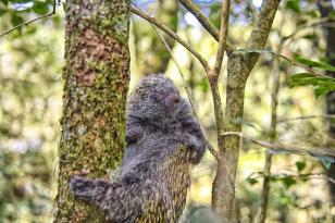 O ouriço é um dos animais silvestres que costuma se movimentar com o aumento gradativo da temperatura a partir da primavera Foto: Denis Ferreira Netto/SEDEST