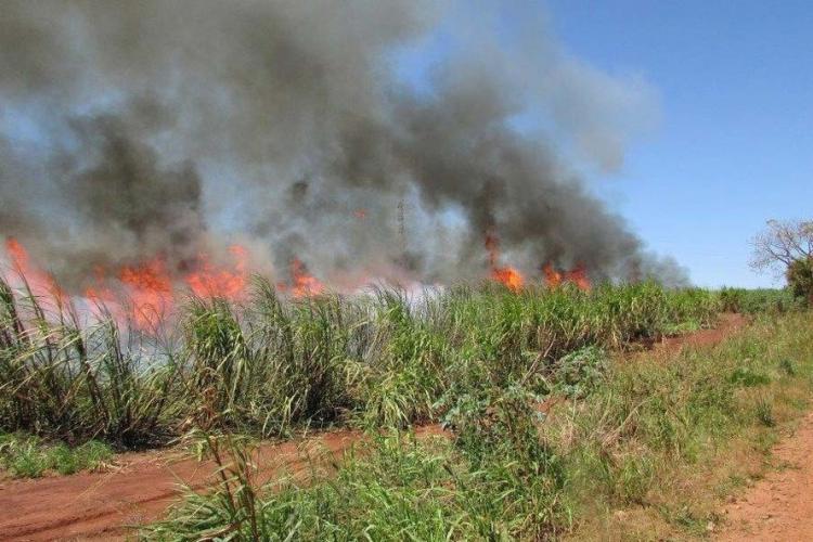 queima de cana-de-açúcar