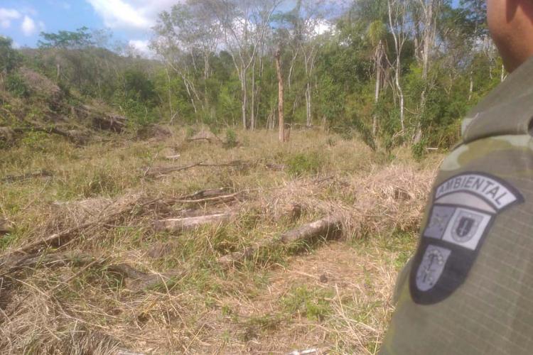 Operação mata atlantica