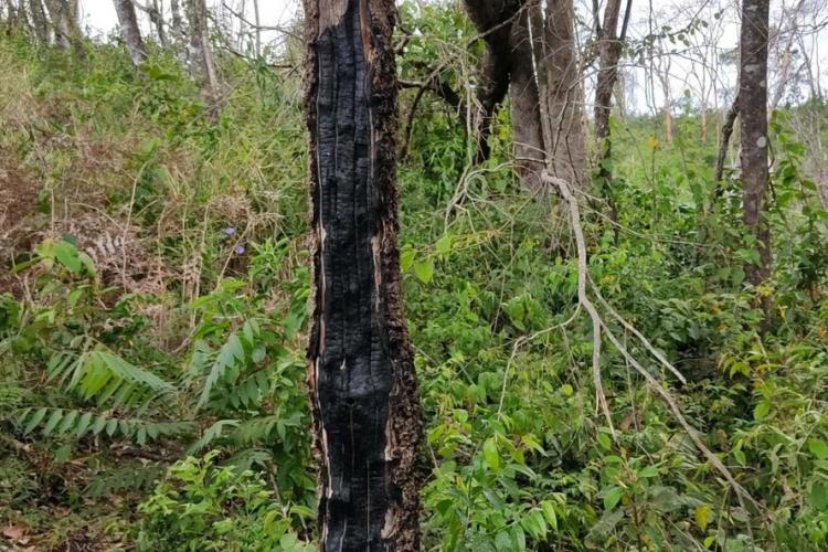 Operação mata atlantica