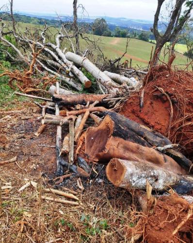 Operação mata atlantica