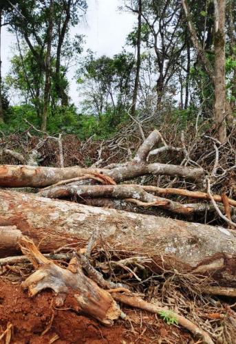 Operação mata atlantica