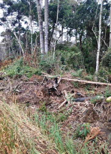 Operação mata atlantica