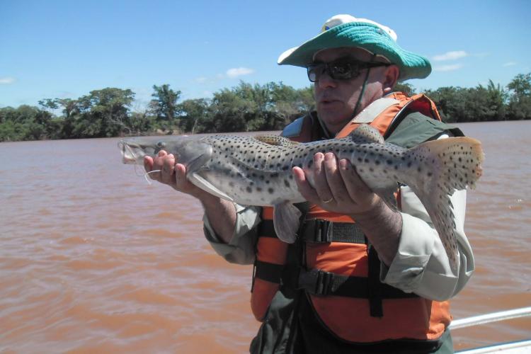 O Instituto Água e Terra (IAT), vinculado à Secretaria do Desenvolvimento Sustentável e do Turismo, informa que inicia neste domingo (1º) o período de restrição à pesca de espécies nativas no Paraná – a piracema. A determinação deve ser cumprida até 28 de fevereiro de 2021.