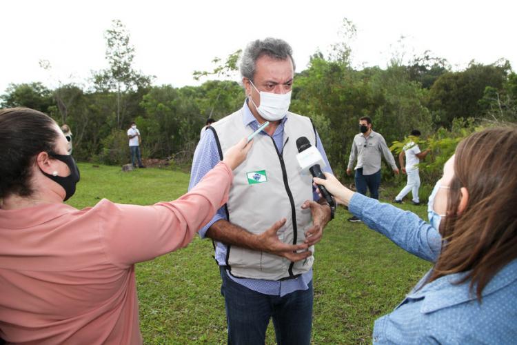 plantio de araucária