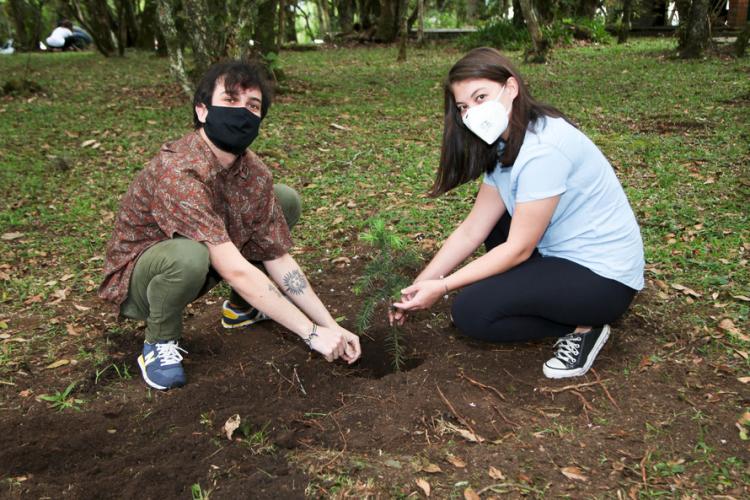 plantio de araucária