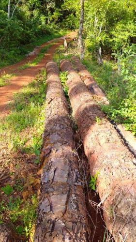 resultados operação mata atlantica iat