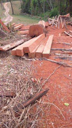 resultados operação mata atlantica iat