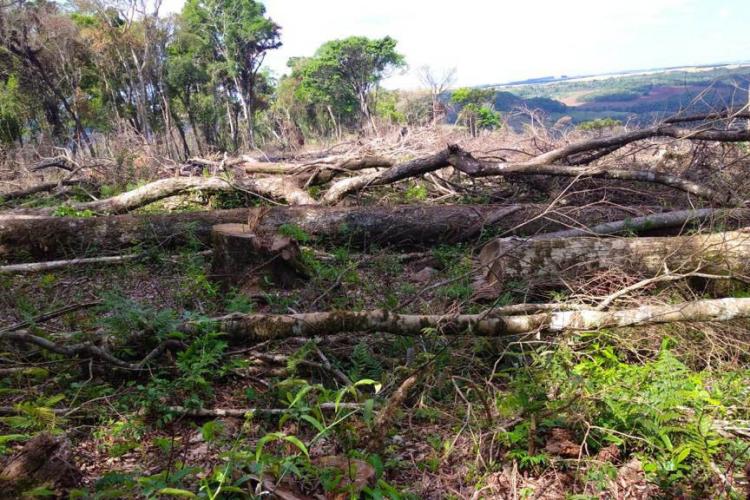 resultados operação mata atlantica iat