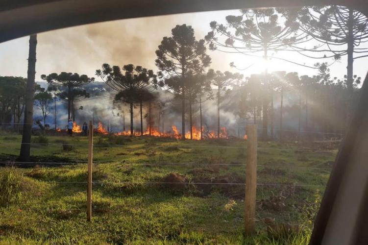 resultados operação mata atlantica iat