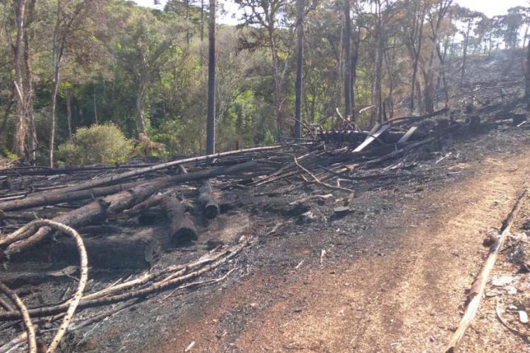 resultados operação mata atlantica iat