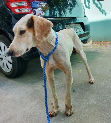 Curso prepara servidores para atendimento de maus-tratos a cães e gatos. Oliver. Foto: ONG 4 Patas