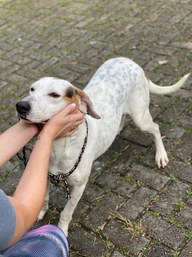 Curso prepara servidores para atendimento de maus-tratos a cães e gatos. Oliver. Foto: ONG 4 Patas