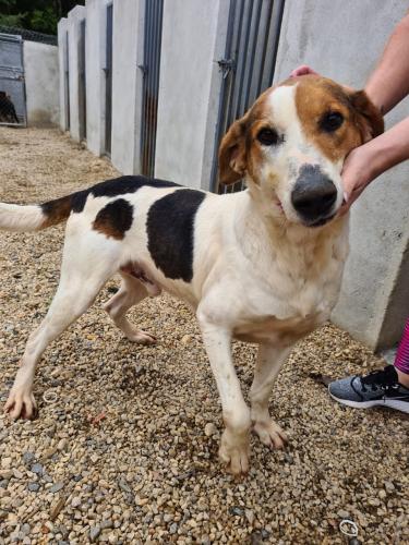 Curso prepara servidores para atendimento de maus-tratos a cães e gatos. Oliver. Foto: ONG 4 Patas