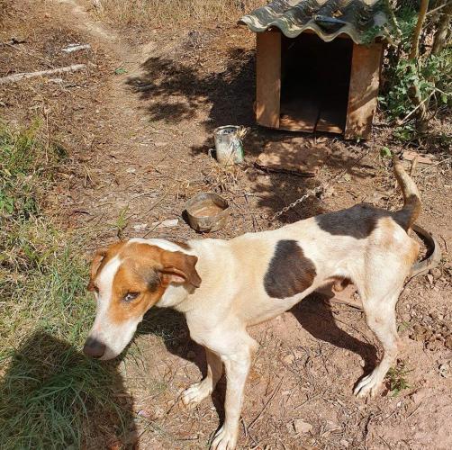 Curso prepara servidores para atendimento de maus-tratos a cães e gatos. Oliver. Foto: ONG 4 Patas