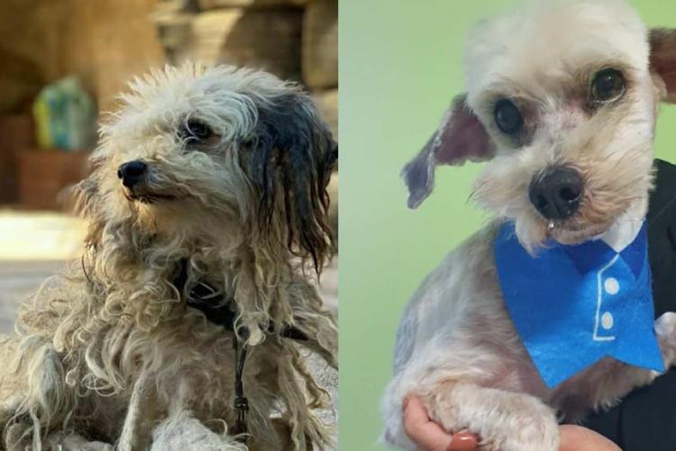 Curso prepara servidores para atendimento de maus-tratos a cães e gatos. Oliver. Foto: ONG 4 Patas