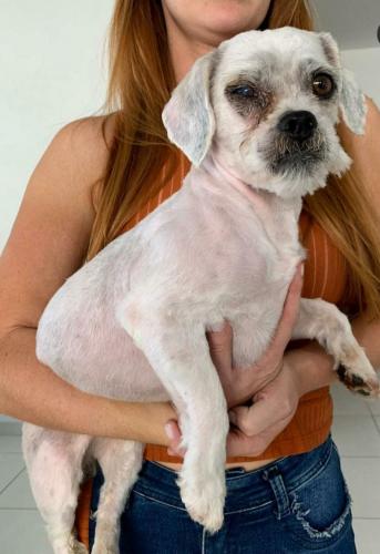 Curso prepara servidores para atendimento de maus-tratos a cães e gatos. Oliver. Foto: ONG 4 Patas