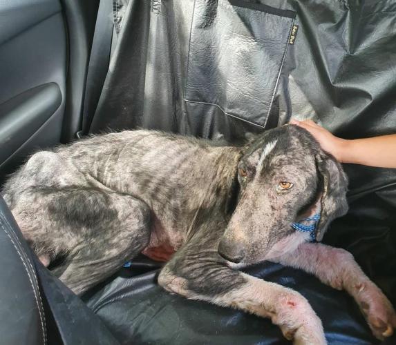 Curso prepara servidores para atendimento de maus-tratos a cães e gatos. Oliver. Foto: ONG 4 Patas