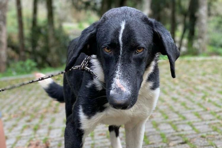 Curso prepara servidores para atendimento de maus-tratos a cães e gatos. Oliver. Foto: ONG 4 Patas