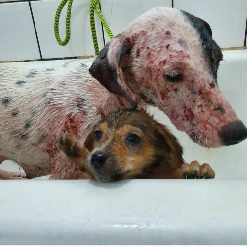 Curso prepara servidores para atendimento de maus-tratos a cães e gatos. Oliver. Foto: ONG 4 Patas