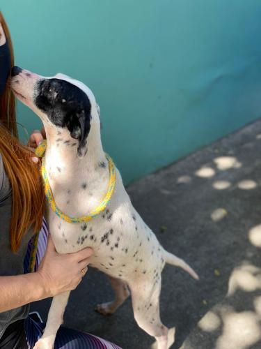 Curso prepara servidores para atendimento de maus-tratos a cães e gatos. Oliver. Foto: ONG 4 Patas