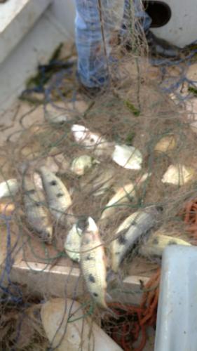 Apreensão pesca predatória