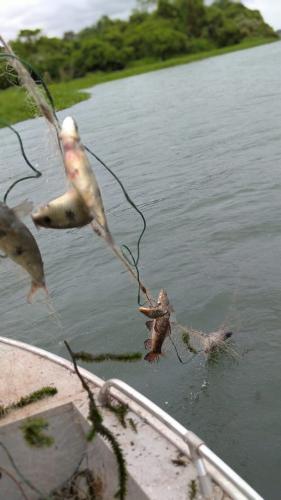 Apreensão pesca predatória