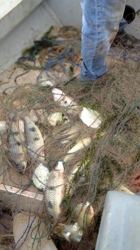 Apreensão pesca predatória